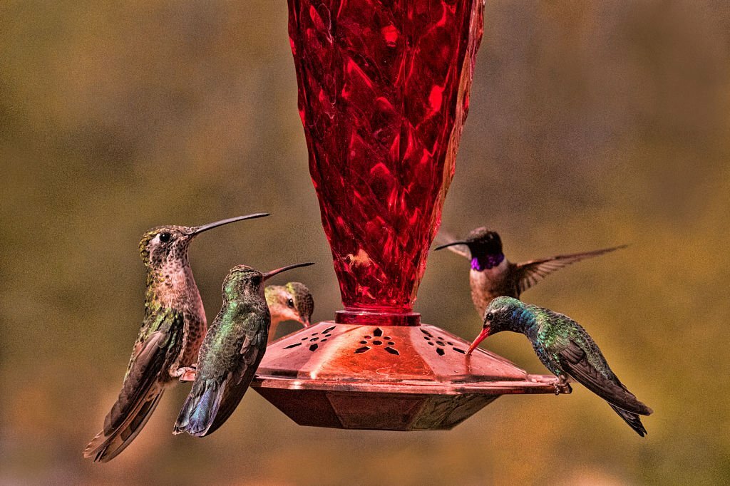 How Long Do Hummingbirds Live?