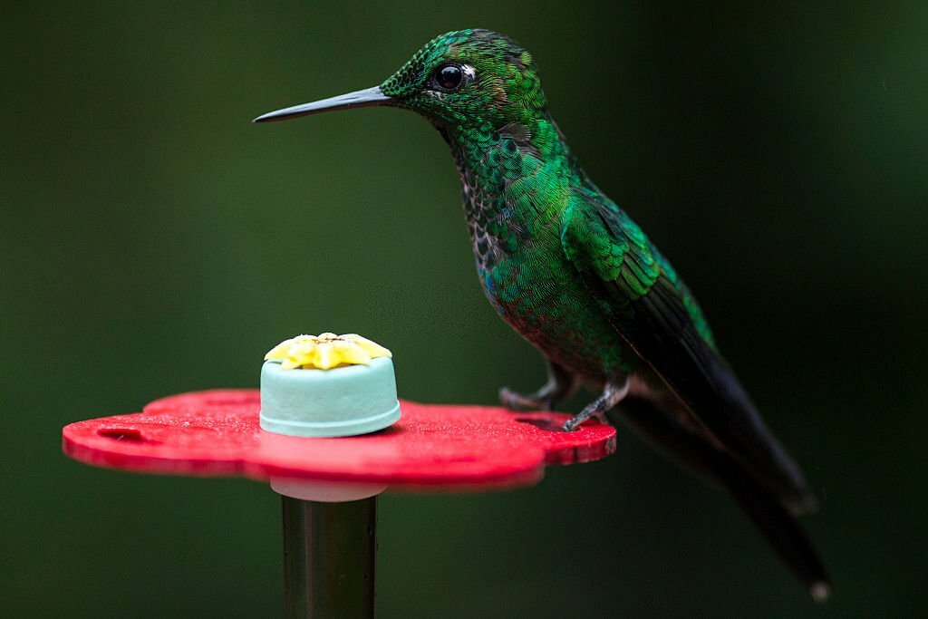 Hummingbird Nectar: How To Easily Make Hummingbird Food