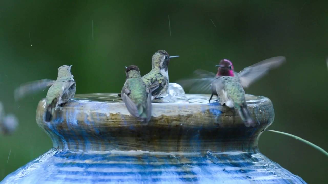 Do Hummingbirds Enjoy Bird Baths? 20 Tips For Creating A Hummingbird Oasis