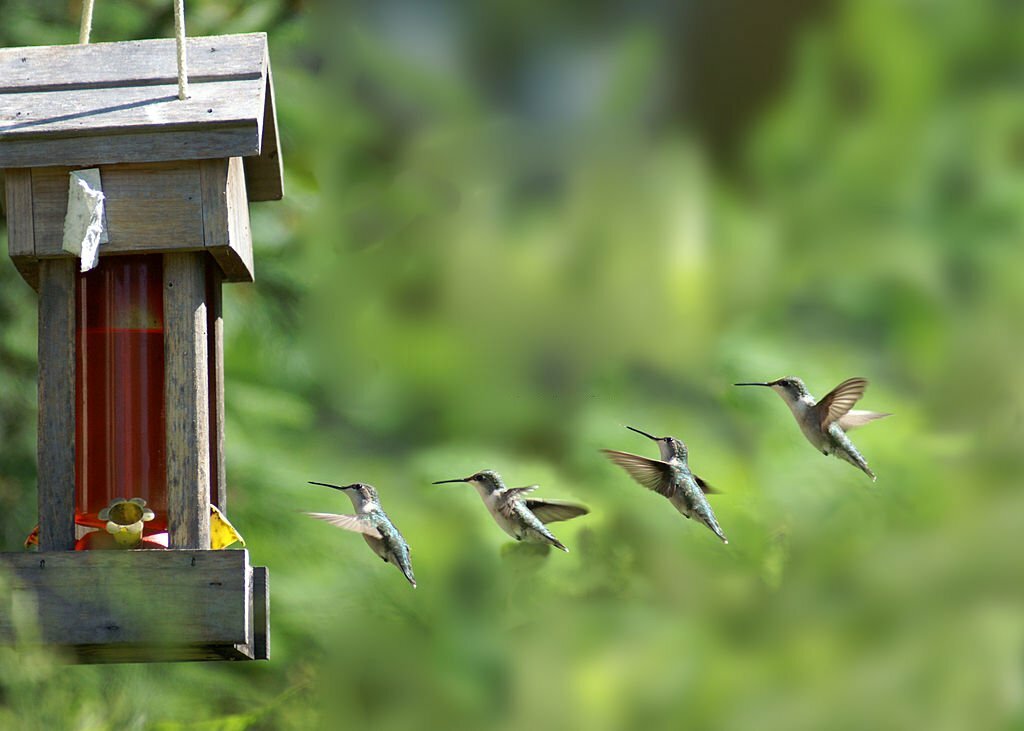 What Is A Group Of Hummingbirds Called?