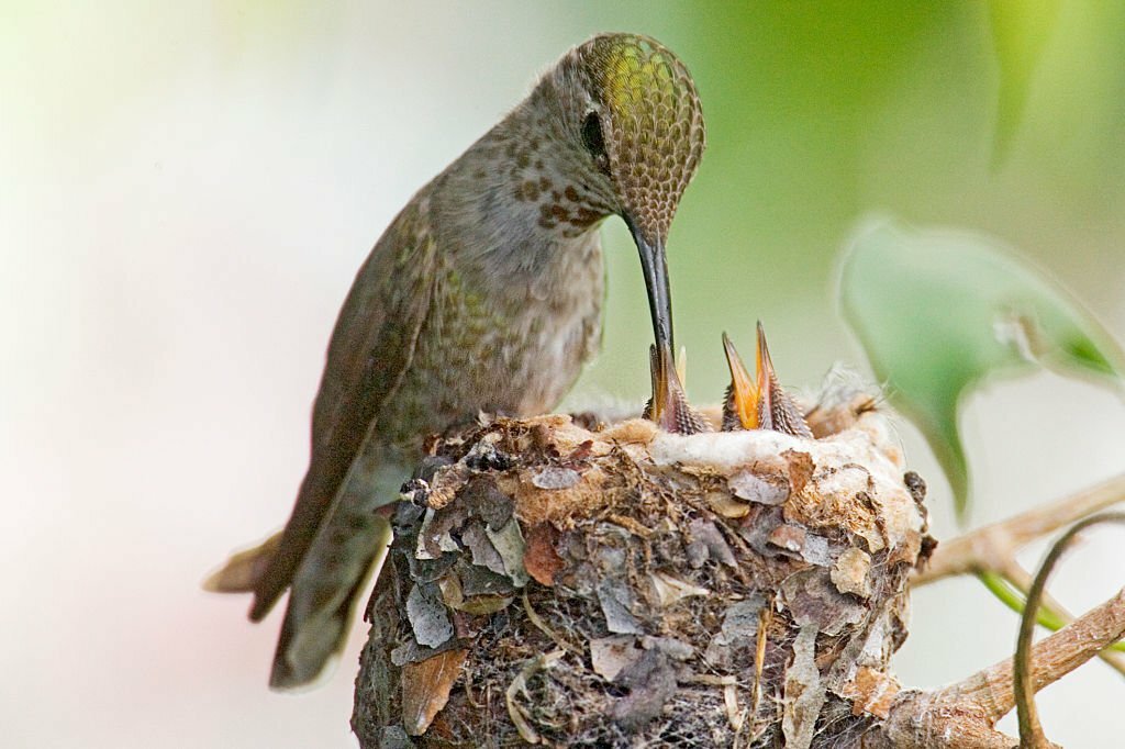 Where Do Hummingbirds Nest?