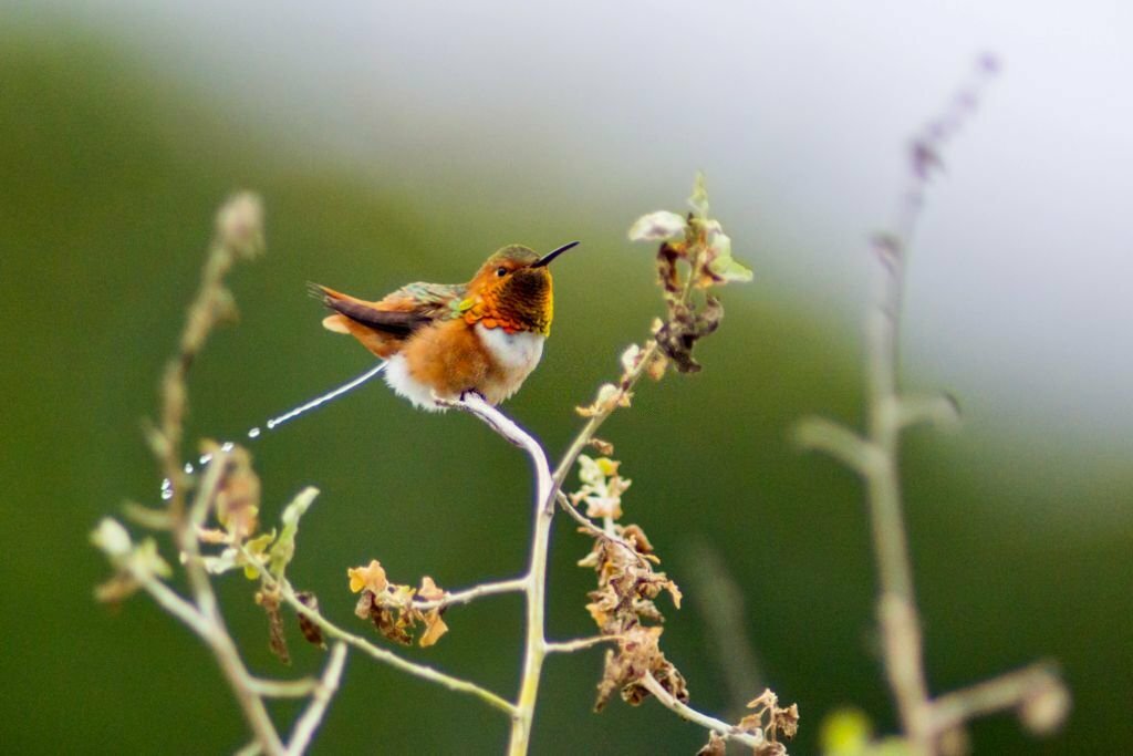 What Does Hummingbird Poop Look Like?